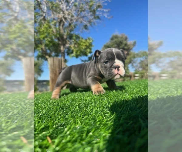Medium Photo #4 English Bulldog Puppy For Sale in LOS ANGELES, CA, USA