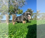 Small #3 English Bulldog