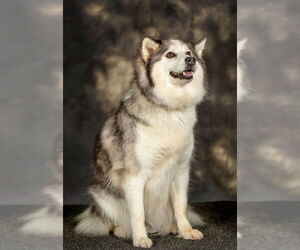 Huskimo Dogs for adoption in McDonough, GA, USA