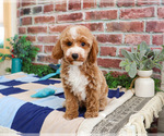 Small #11 Poodle (Miniature)