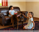 Small #2 Labrador Retriever Mix