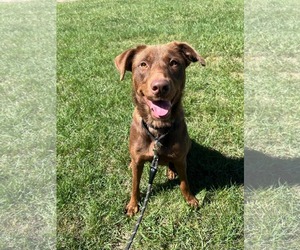 Mechanic: At shelter - Female Chocolate Labrador retriever-Unknown Mix Dog for Adoption - Photo #2