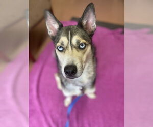 Huskies -Unknown Mix Dogs for adoption in Bridgewater, NJ, USA