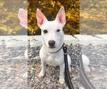 Small #3 Mutt