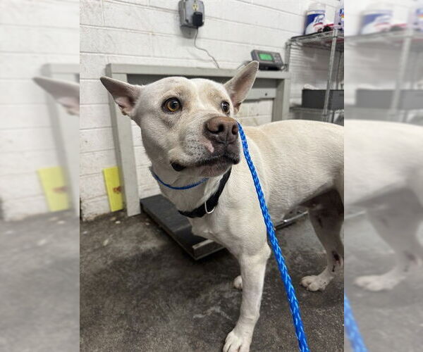 Medium Photo #1 Mutt Puppy For Sale in Stockton, CA, USA