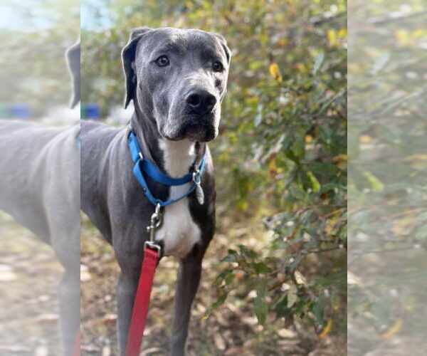 Medium Photo #7 Mutt Puppy For Sale in Candler, NC, USA