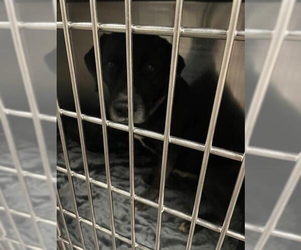 Medium Photo #1 Labrador Retriever Puppy For Sale in Waco, TX, USA