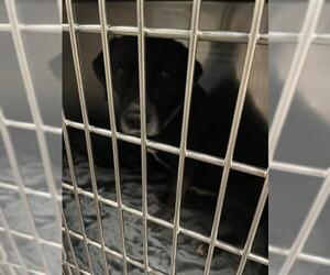 Labrador Retriever Dogs for adoption in Waco, TX, USA