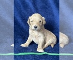 Small Photo #21 Goldendoodle Puppy For Sale in FLOWERY BRANCH, GA, USA
