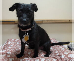 Bert - Male Chihuahua-Unknown Mix Dog for Adoption - Photo #3