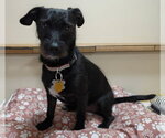 Small Photo #3 Chihuahua-Unknown Mix Puppy For Sale in Crystal, MN, USA