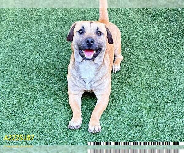 Medium Photo #1 American Pit Bull Terrier-Unknown Mix Puppy For Sale in West Palm Beach, FL, USA