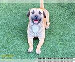 Small American Pit Bull Terrier Mix