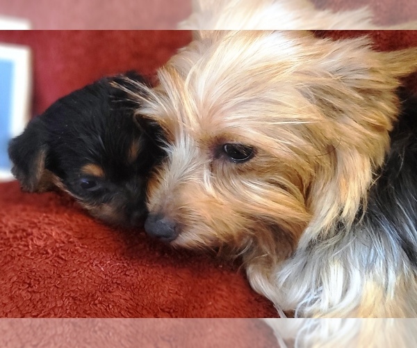 Medium Photo #3 Yorkshire Terrier Puppy For Sale in AKRON, OH, USA