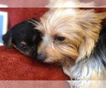 Small #1 Yorkshire Terrier