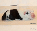 Small Photo #7 English Bulldog Puppy For Sale in WINNSBORO, TX, USA