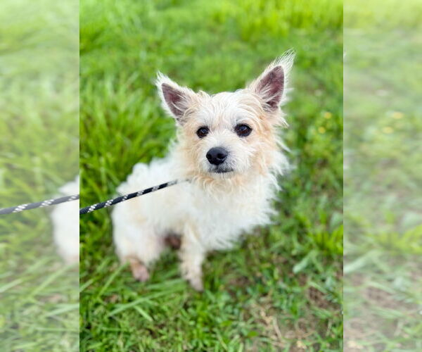 Medium Photo #3 Chihuahua-Unknown Mix Puppy For Sale in Pacolet, SC, USA