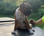 Puppy Three Boxer