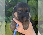 Puppy Blue Puppy German Shepherd Dog