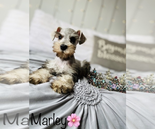 Medium Photo #1 Schnauzer (Standard) Puppy For Sale in COOKEVILLE, TN, USA