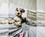 Small Photo #1 Schnauzer (Standard) Puppy For Sale in COOKEVILLE, TN, USA