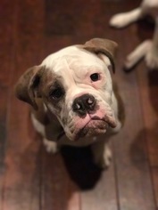 Olde English Bulldogge Dogs for adoption in JACKSONVILLE, NC, USA