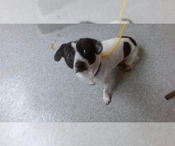 Medium Photo #1 Chihuahua-Unknown Mix Puppy For Sale in Pasadena, TX, USA