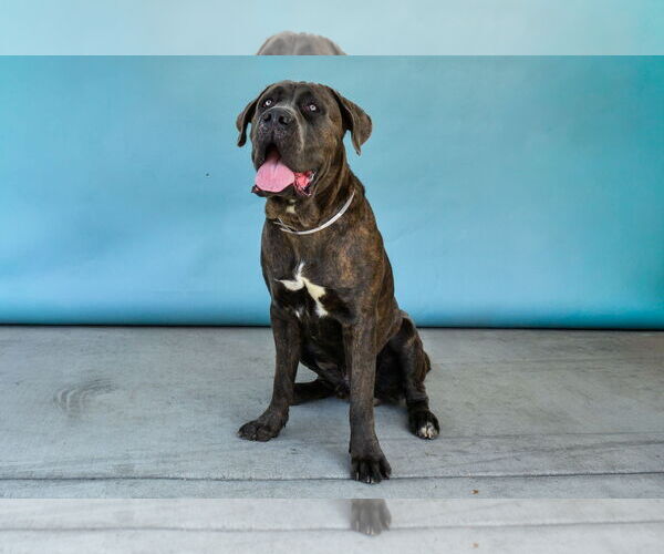 Medium Photo #2 Mutt Puppy For Sale in Pasadena, CA, USA