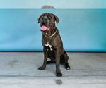 Small #1 Mutt