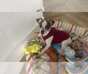 Chihuahua Dogs for adoption in Pompano Beach , FL, USA