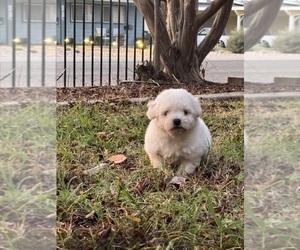Bichon Frise Puppy for sale in WOODLAKE, CA, USA