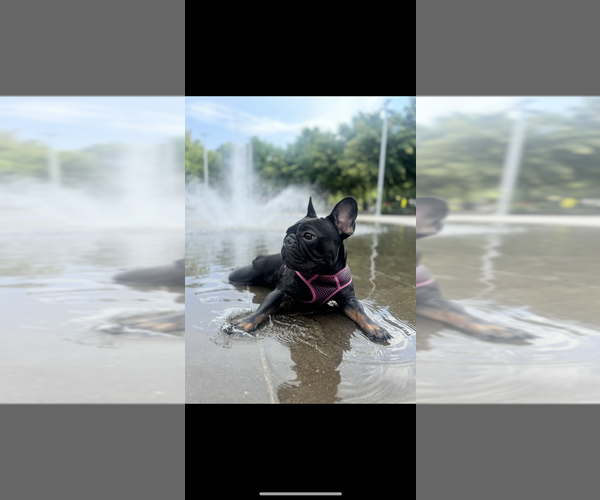 Medium Photo #1 French Bulldog Puppy For Sale in GREENSBORO, NC, USA