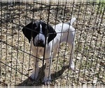 Small Photo #36 German Shorthaired Pointer Puppy For Sale in MCKINNEY, TX, USA