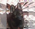 Small Photo #2 German Shepherd Dog Puppy For Sale in MUNDELEIN, IL, USA
