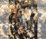 Small Photo #9 Collie Puppy For Sale in CHISAGO CITY, MN, USA