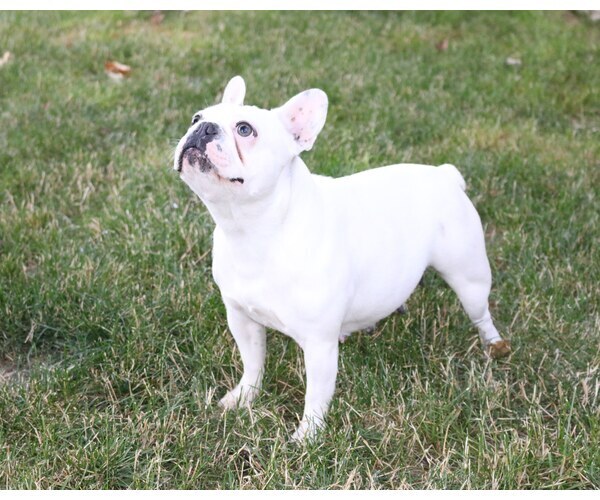 Medium Photo #6 French Bulldog Puppy For Sale in CARVER, OR, USA