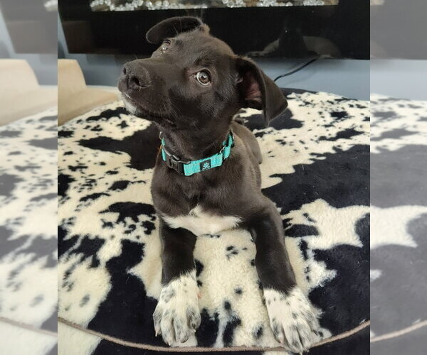 Medium Photo #4 Shepradors Puppy For Sale in Minneapolis, MN, USA