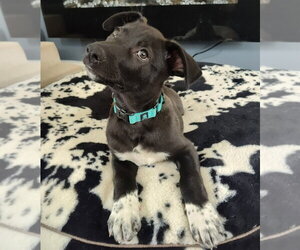 Button - Male Shepradors Dog for Adoption - Photo #4