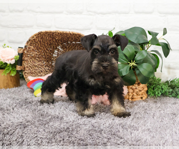 Medium Photo #12 Schnauzer (Miniature) Puppy For Sale in SYRACUSE, IN, USA
