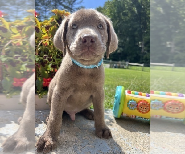 Medium Photo #9 Labrador Retriever Puppy For Sale in NEOLA, WV, USA