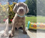 Small #8 Labrador Retriever