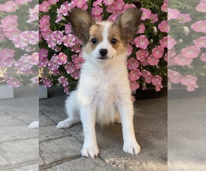 Papillon Puppy for sale in CANOGA, NY, USA
