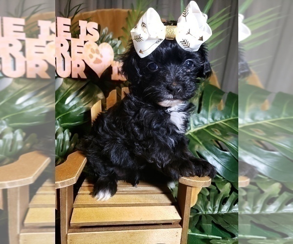 Medium Photo #4 Maltese-Poodle (Toy) Mix Puppy For Sale in INDEPENDENCE, MO, USA