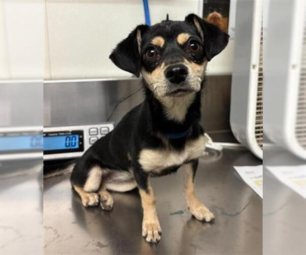 Medium Photo #1 Chihuahua-Unknown Mix Puppy For Sale in Bakersfield, CA, USA