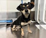 Small Chihuahua Mix