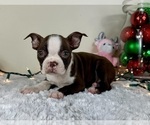 Small #4 Boston Terrier