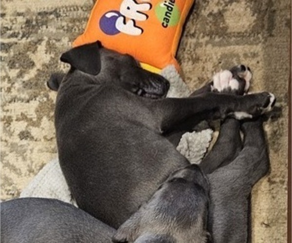 Medium Photo #6 Irish Dane Puppy For Sale in SPRINGFIELD, MO, USA