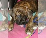 Small Photo #20 Boxer Puppy For Sale in EAST LONGMEADOW, MA, USA