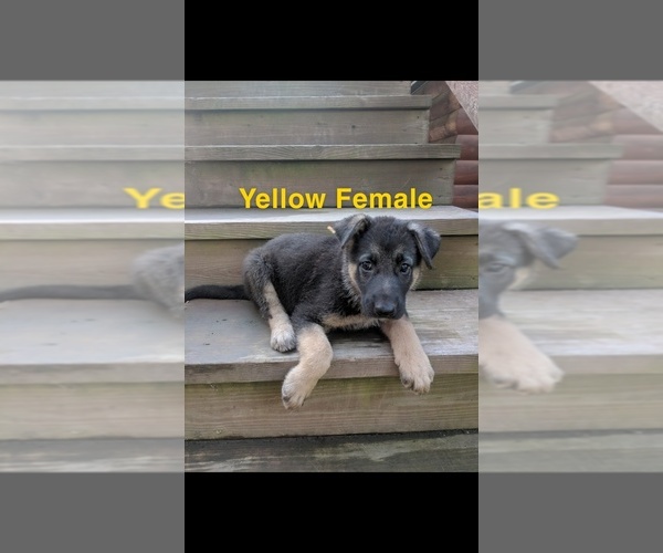 Medium Photo #4 German Shepherd Dog Puppy For Sale in BRADLEYVILLE, MO, USA