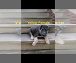 Small Photo #4 German Shepherd Dog Puppy For Sale in BRADLEYVILLE, MO, USA
